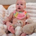 Toy | Plushie Pals Babies | Koala